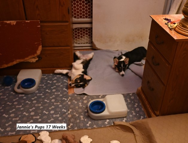 Pembroke Welsh Corgi puppy for sale + 66243
