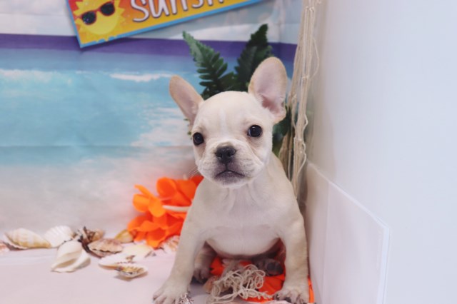 French Bulldog puppy for sale + 53602