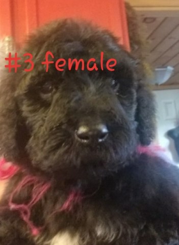 Poodle Standard puppy for sale + 57324