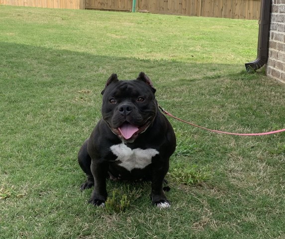 Female Bully for sale