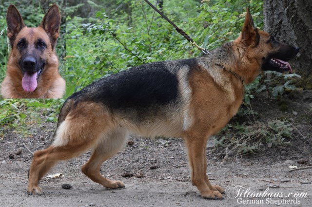 German Shepherd Dog puppy for sale + 51374