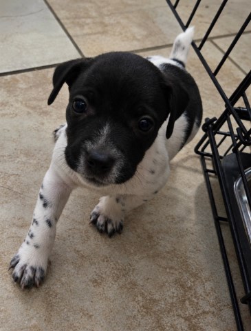Russell Terrier puppy for sale + 67301