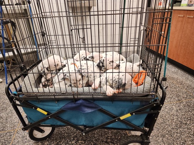 Dalmatian Pups for Sale