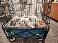 Dalmatian thumbnail