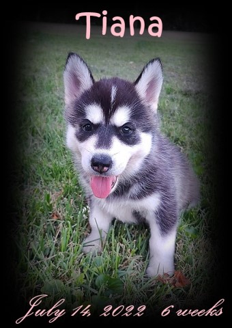 Siberian Husky puppy for sale + 63792