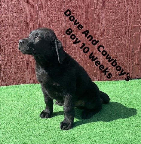 AKC Black Lab Puppies