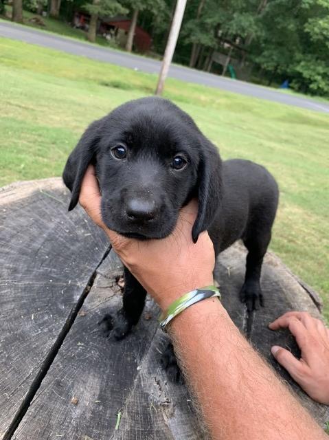 Labrador Retriever puppy for sale + 58507