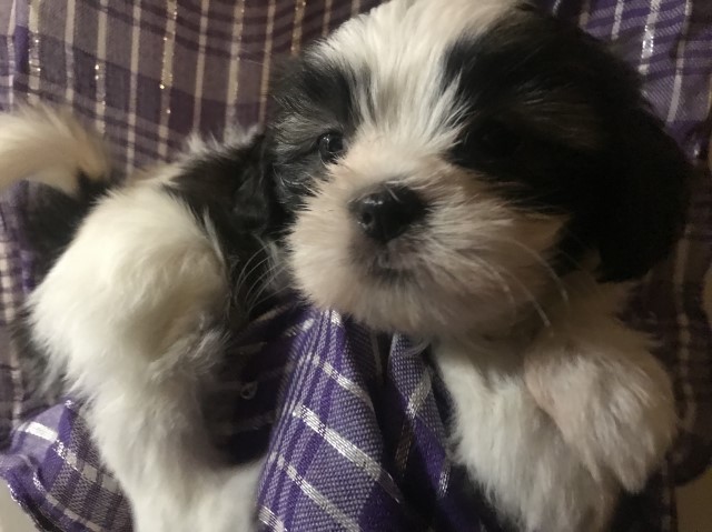 Females Shih Tzu puppies