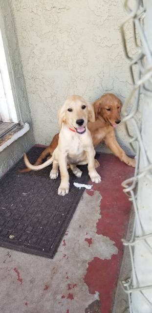 Golden Retriever puppy for sale + 64209