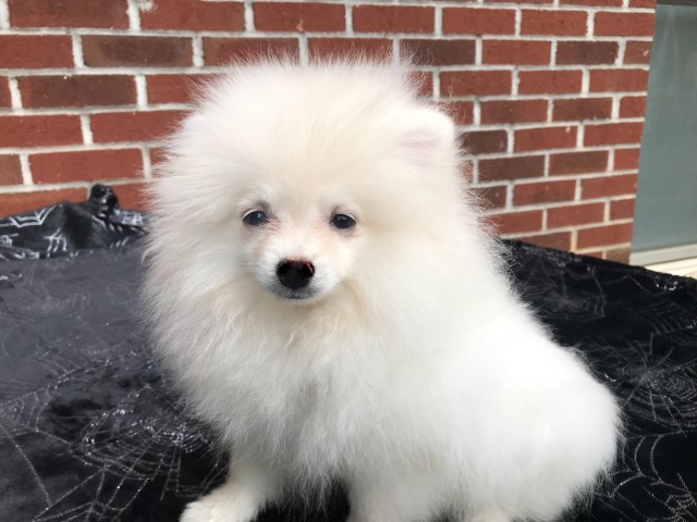 Pomeranian puppy for sale + 66167