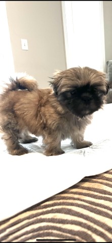 Lovable Shih Tzu Puppies