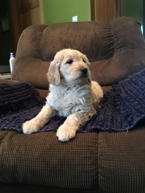 Goldendoodle puppies ready now