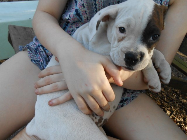 English Bulldog puppy for sale + 54120