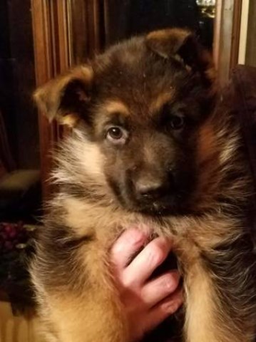 German Shepherd Puppies-Pure German Imported line