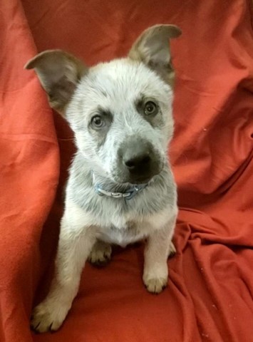 Australian Cattle Dog puppy for sale + 64389