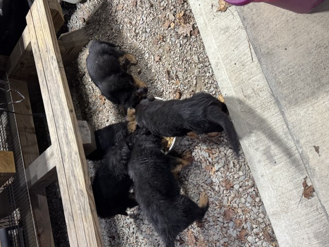 German Shepherd Pups