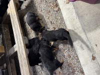 German Shepherd Pups German Shepherd Dog for sale/adoption