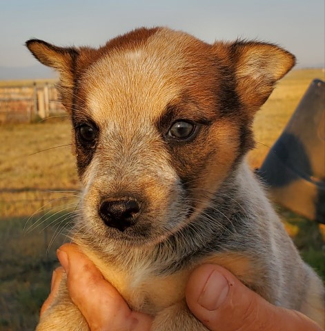 Australian Cattle Dog puppy dog for sale in PEYTON, Colorado