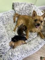 Yorkchi puppies in Alberta, Canada.  2 males, 1 female.  Ready for new homes  by July/26. Yorkshire Terrier for sale/adoption