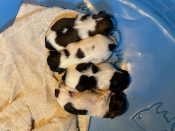 AKC SHIH TZU PUPPIES