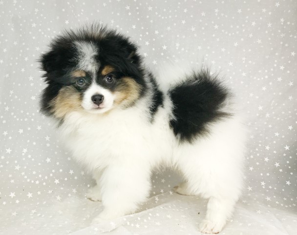 CKC Pomeranian: BUDDY BOY