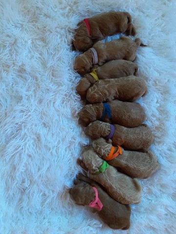 Goldendoodles Puppies For Sale