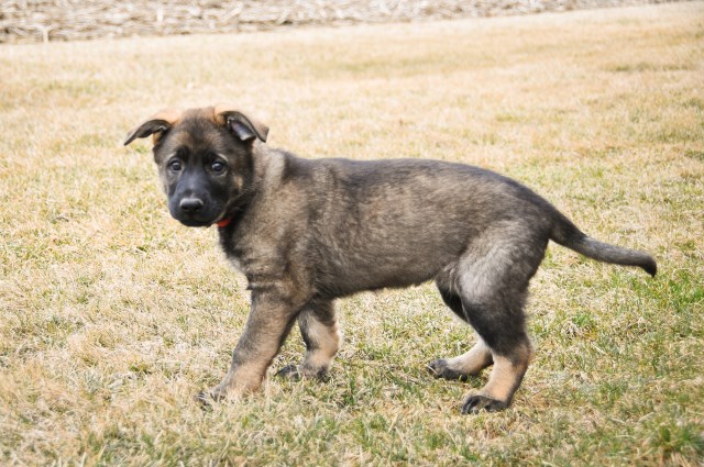 German Shepherd Dog puppy for sale + 56145
