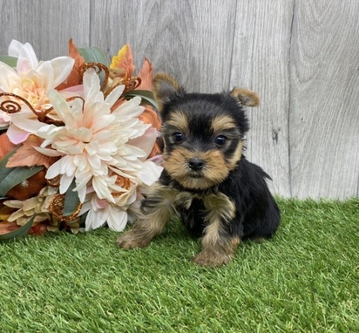 Yorkshire Terrier puppy for sale + 64935