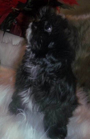 Shih Tzu Puppy AKC