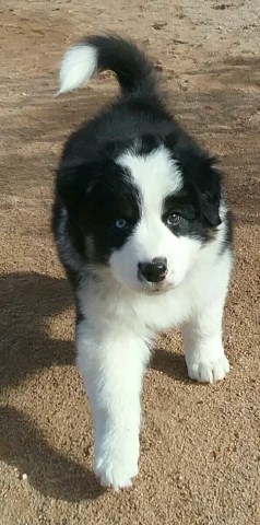 Australian Shepherd Dog puppy for sale + 54677