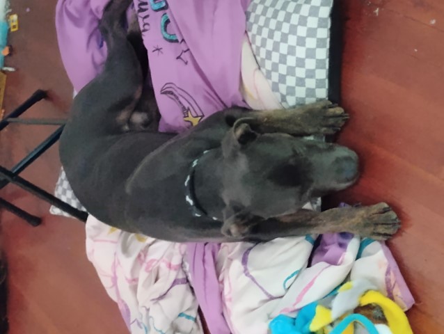 American Pit Bull Terrier puppy for sale + 66368