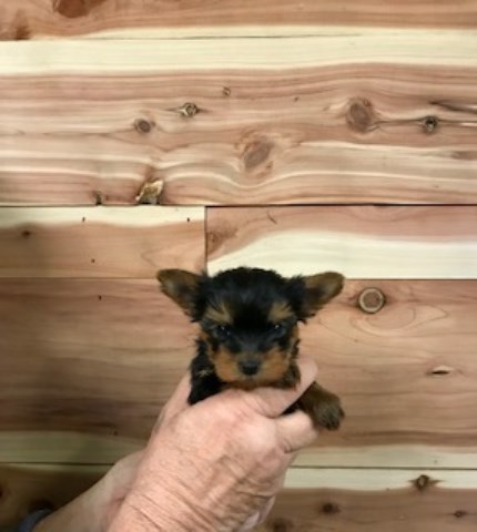 Yorkshire Terrier puppy for sale + 51821