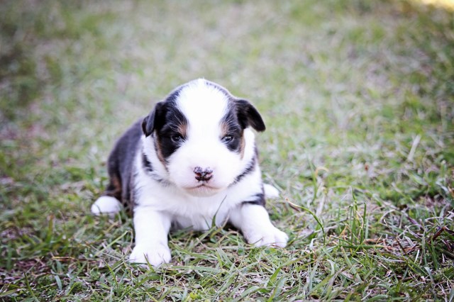 Miniature Australian Shepherd puppy for sale + 48296
