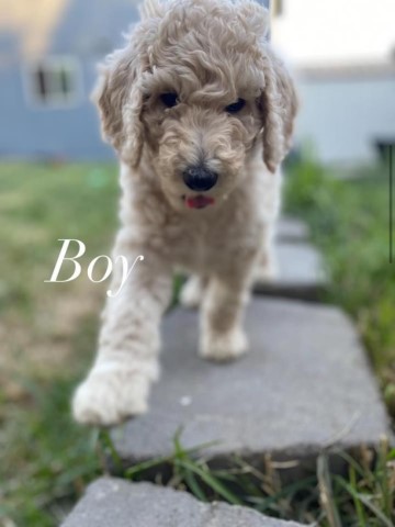 Labradoodle puppy for sale + 63991