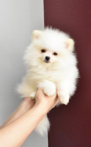 Purebred Pomeranian Puppy BOY Tommy