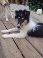 Tri-Color Rough Collie Puppie, Male Collie for sale/adoption