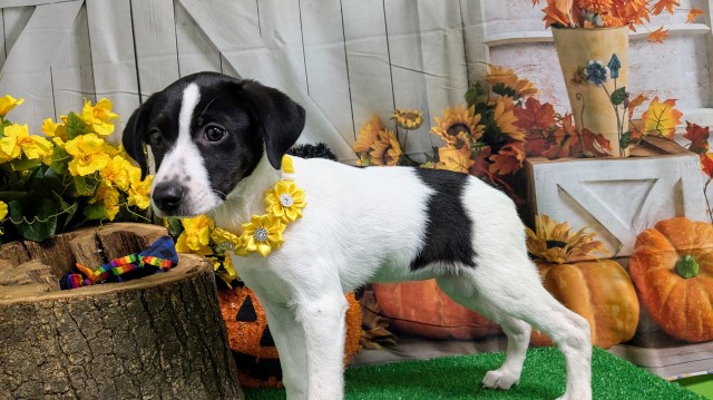 Border Collie puppy for sale + 66833