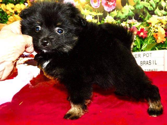 Pomeranian puppy for sale + 66538