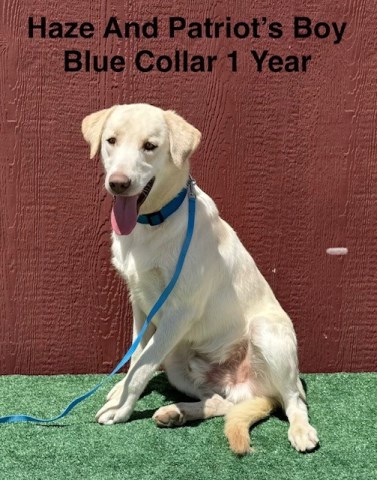 Labrador Retriever puppy for sale + 66610