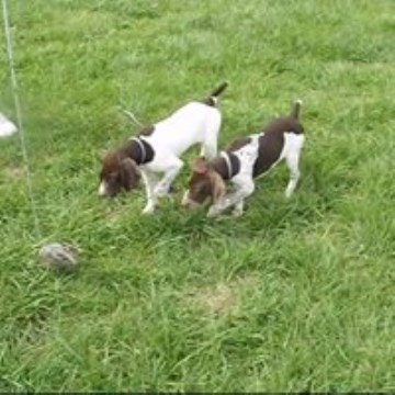 German Shorthaired Pointer puppy for sale + 56434