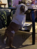 Grandchampion sired English Bulldog for sale/adoption