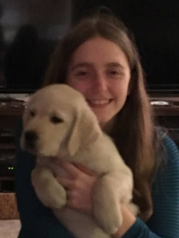 Yellow Labrador Puppies Coming!
