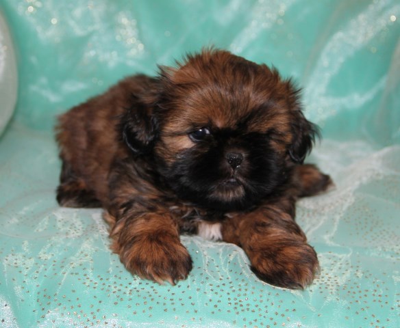 Shih Tzu puppy for sale + 54082