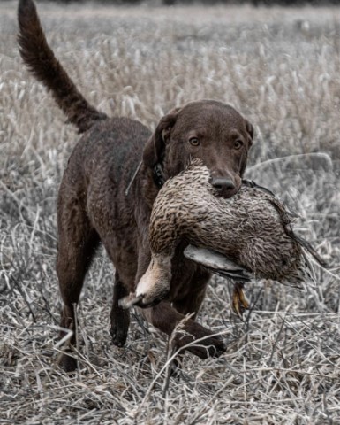 Chesapeake Bay Retriever Puppies