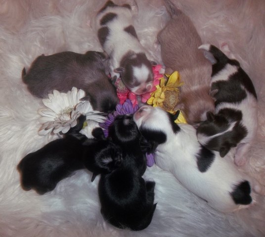 Shih Tzu puppy for sale + 66678