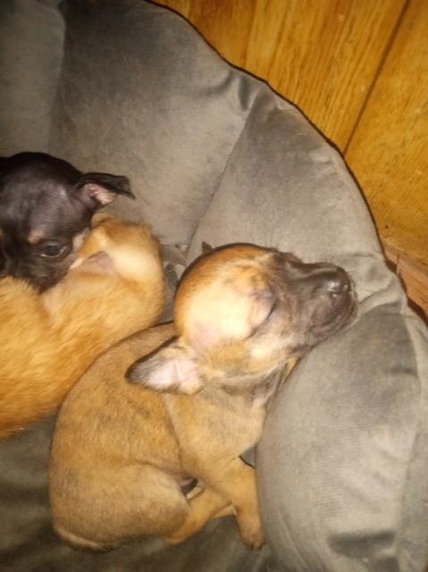 Chihuahua puppy for sale + 66502