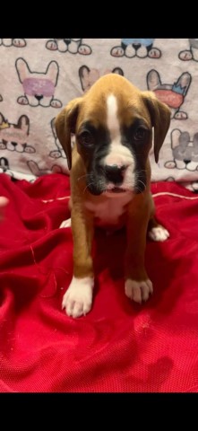 Boxer puppy for sale + 64259