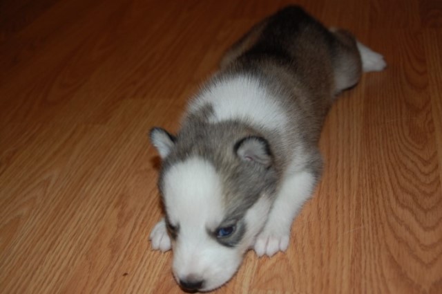 Alaskan Huskies