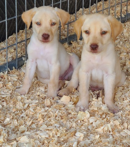 Labrador Retriever puppy for sale + 64439