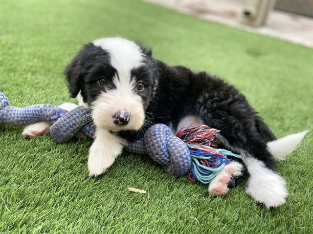 Old English Sheepdog puppy for sale + 58998